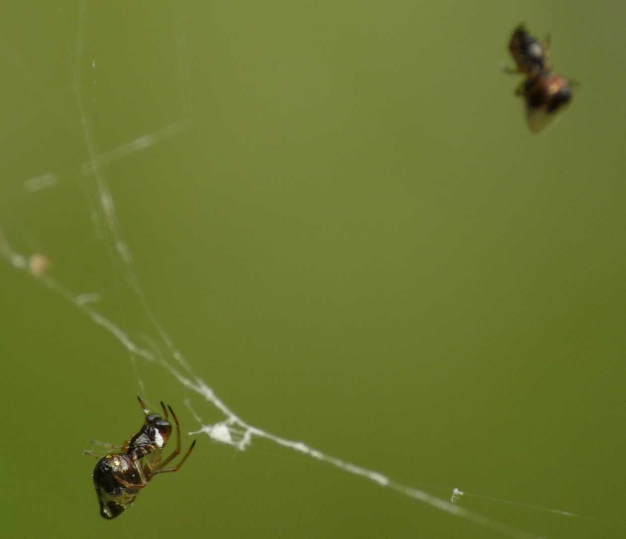 Gli astuti Argyrodes
